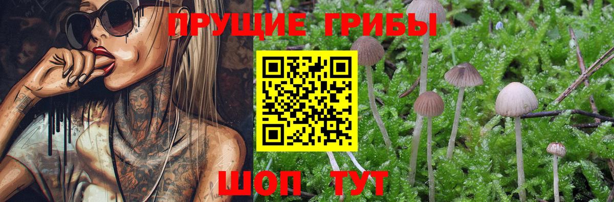 Сызрань  Галлюциногенные грибы Psilocybe  Вход с VPN  Галлюциногенные грибы GOLDEN TEACHER 